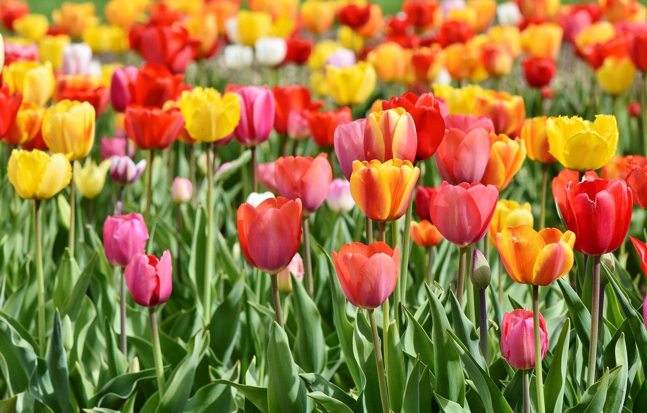 Tulipany – idealny wybór do ogrodu oraz jako kwiaty cięte